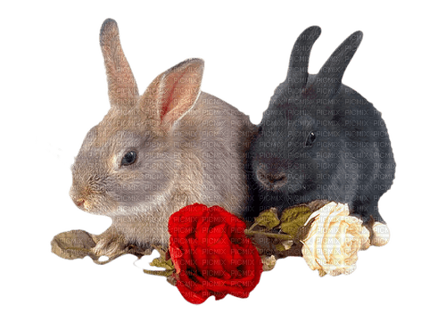 rabbits by nataliplus - nemokama png