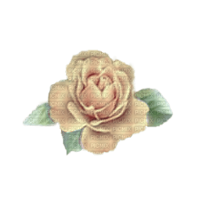 flower-rose-apricot - δωρεάν png