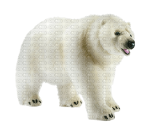 Kaz_Creations Animals Animal Polar Bears - nemokama png
