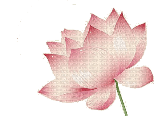 lotus Bb2 - bezmaksas png