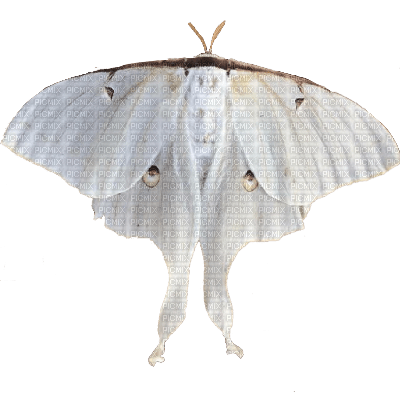 luna moth 2 - darmowe png