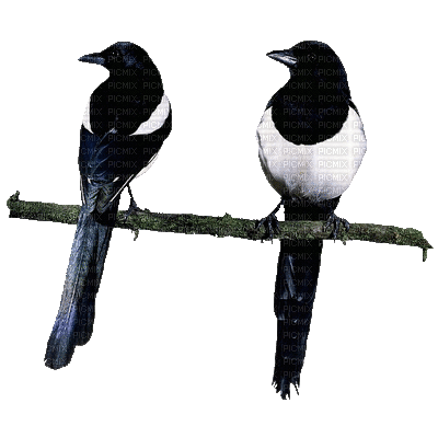 Birds.Oiseaux.Pájaros.Aves.Victoriabea - Бесплатный анимированный гифка