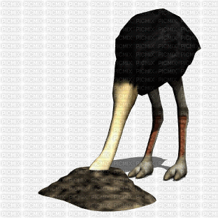 ostrich - Gratis animerad GIF