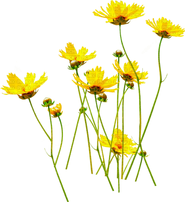 Y.A.M._Summer Flowers Decor - PNG gratuit