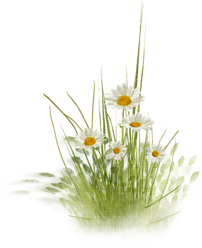 flores transparentes dubravka4 - zdarma png