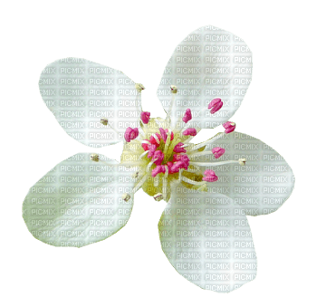fleur blanche - png gratis