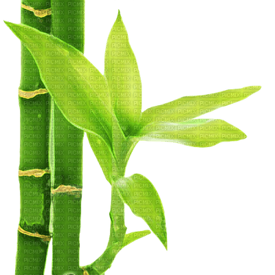 BAMBUS bamboo - bezmaksas png