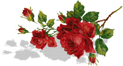 Rose_fleur_Blue DREAM 70 - PNG gratuit