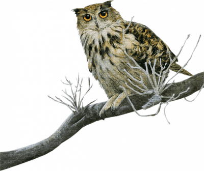 Kaz_Creations Owl Owls - 免费PNG