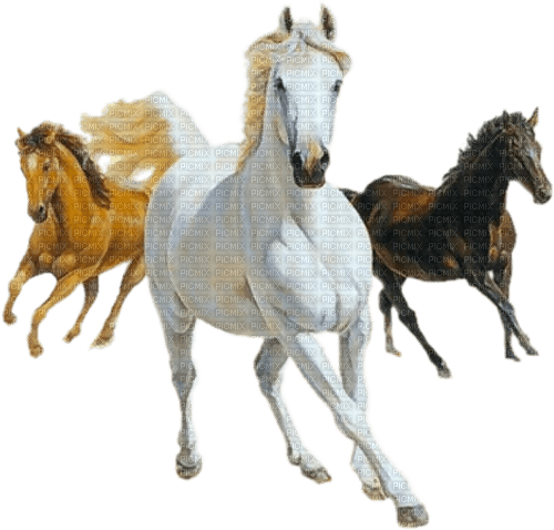 HORSE - Free PNG