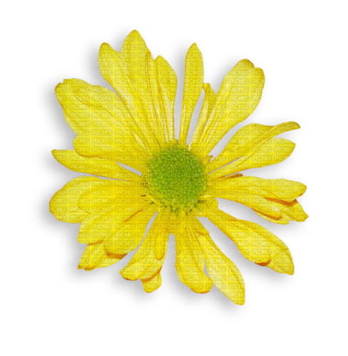 spring daisy flower yellow - png gratis