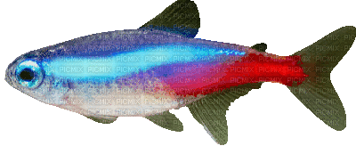 neon tetra fish - Бесплатный анимированный гифка