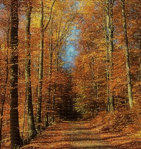 Rena Glitter Herbst Hintergrund Wald - Zdarma animovaný GIF
