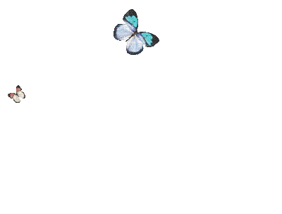 蝴蝶 Butterfly - GIF เคลื่อนไหวฟรี