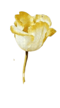 fleur tulipe jaune - gratis png