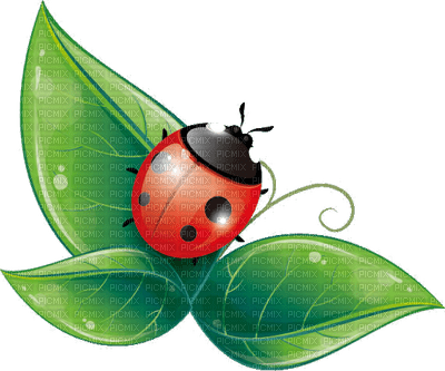 Kaz_Creations Ladybugs Ladybug - ilmainen png