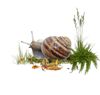 Kaz_Creations Snails Snail - png ฟรี