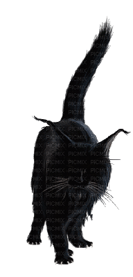 chat noir 3 - Бесплатный анимированный гифка