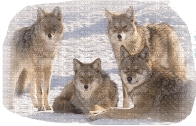 Wölfe, loups, wolves - kostenlos png