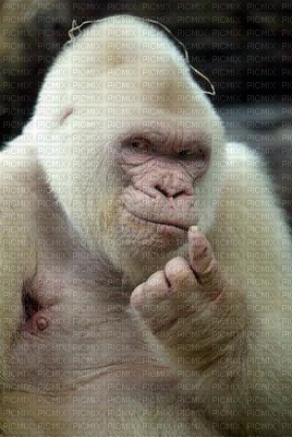 gorille abinos - PNG gratuit