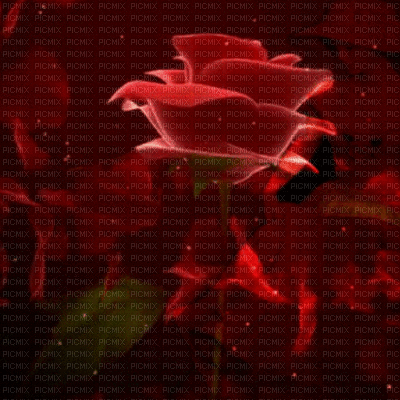 vörös rózsa - Gratis geanimeerde GIF