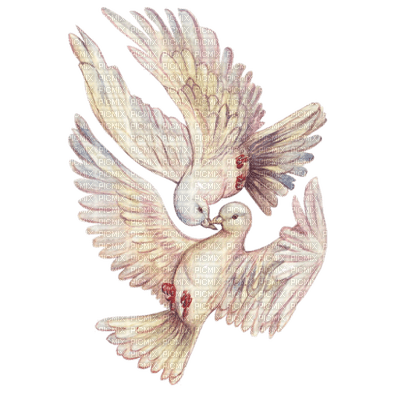 colombe.Cheyenne63 - Free PNG