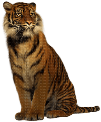 Tiger - бесплатно png