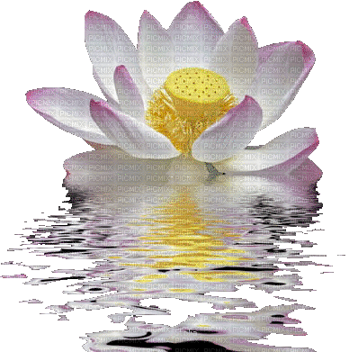 Flor de Lotus - GIF animé gratuit