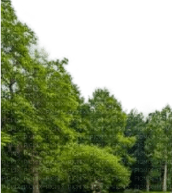 Wald - ilmainen png