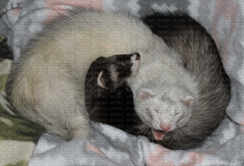 ferrets hugging - Darmowy animowany GIF