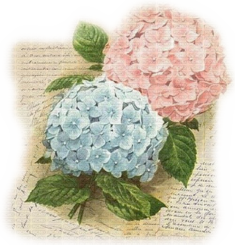 Hortensien, Blumen, Brief - png grátis