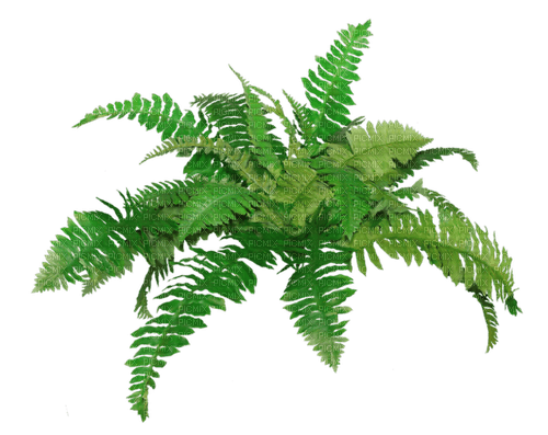 bush by nataliplus - PNG gratuit