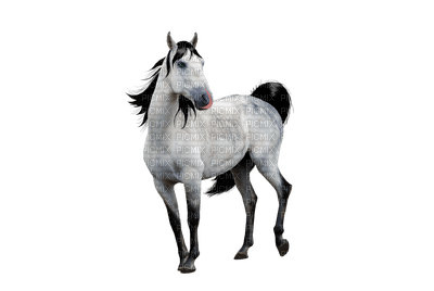 horse katrin - png grátis