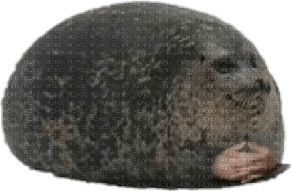Seal with hands - nemokama png