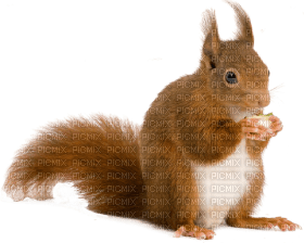 Kaz_Creations Squirrel - zadarmo png
