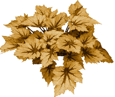 Hojas de otoño - png ฟรี