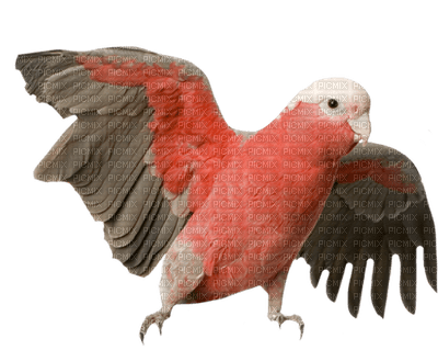birds bp - 免费PNG