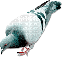 soave deco bird dove pigeon black white pink - Free PNG