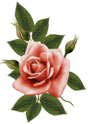 flowers milla1959 - Bezmaksas animēts GIF