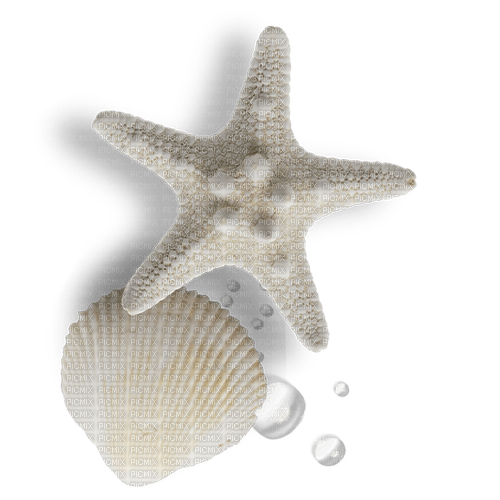 starfish Bb2 - nemokama png