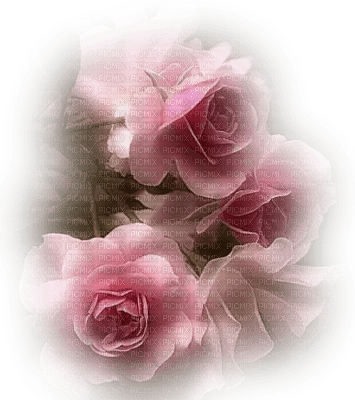 pink flower - png ฟรี