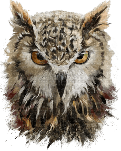 Eule, Owl, - besplatni png