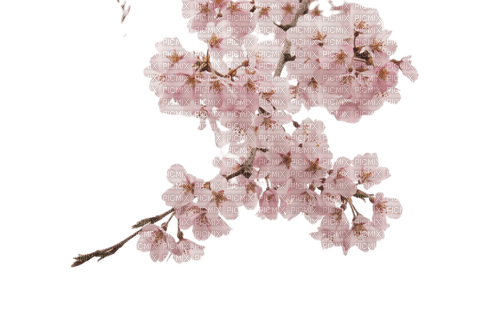 Cherry Blossom - ücretsiz png