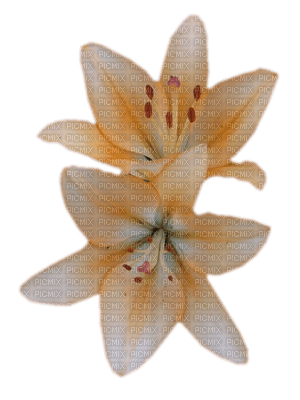 dulcineia8 flores - png grátis