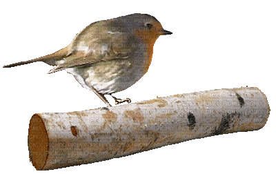 птичка малиновка - Nemokamas animacinis gif