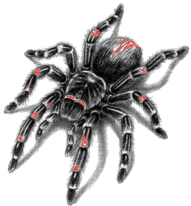 araignée - nemokama png