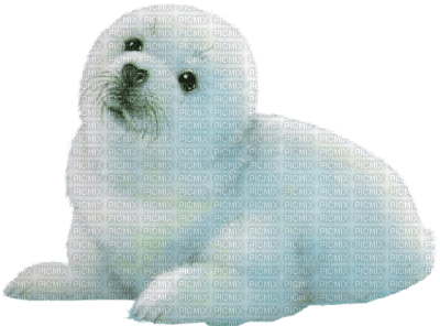 Kaz_Creations Seal - png ฟรี