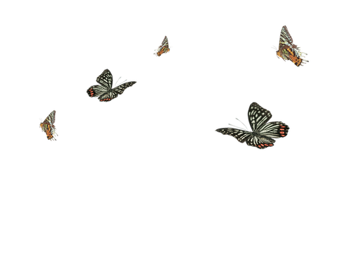 ✶ Butterflies {by Merishy} ✶ - Free PNG