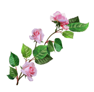 pink roses branch rose pink branche