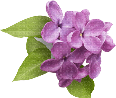 Kaz_Creations Deco Flowers - png gratis